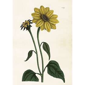 Sköna Ting Poster Solrosor