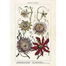 Sköna Ting Poster Passionsblommor
