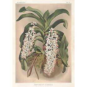 Sköna Ting Poster Orkidé