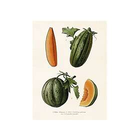 Sköna Ting Poster Melon