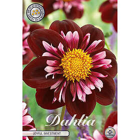 Sam van Schooten Halskråsdahlia, Joyfull Investment 1 st