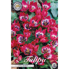 Sam van Schooten Botanisk tulpan, Little Beauty 10 st