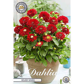 Sam van Schooten Dekorativdahlia, Melody Mambo 1 st
