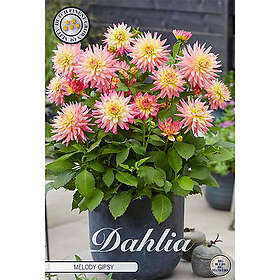 Sam van Schooten Kaktusdahlia, Melody Gipsy 1 st