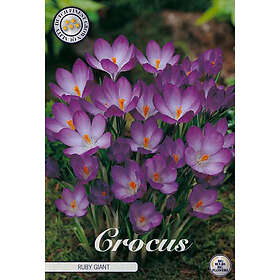 Sam van Schooten Botanisk krokus, Ruby Giant 20 st