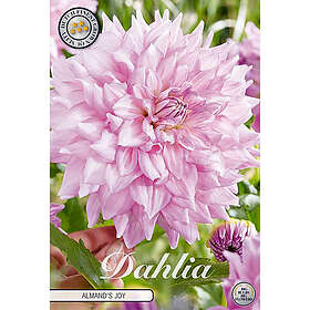 Sam van Schooten Dekorativdahlia, Almand's Joy 1 st