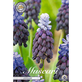 Sam van Schooten Pärlhyacint, Muscari Latifolium 15 st