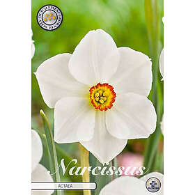 Sam van Schooten Pingstlilja, Actaea 5 st