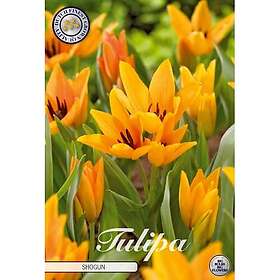Sam van Schooten Botanisk tulpan, Praestans Shogun 10 st