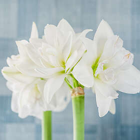 Amaryllis