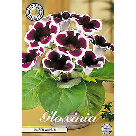 Sam van Schooten Gloxinia, Kaiser Wilhelm 1 st