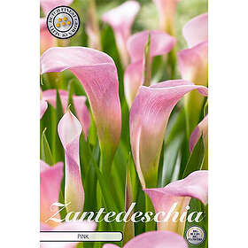 Sam van Schooten Kalla, Light Pink 1 st