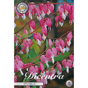 Sam van Schooten Löjtnantshjärta 1 st