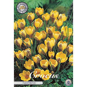 Sam van Schooten Botanisk krokus, Fuscotinctus 20 st