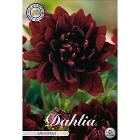 Sam van Schooten Dekorativdahlia, Hopkins 1 st