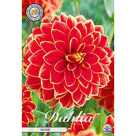Sam van Schooten Dekorativdahlia, Maxime 1 st