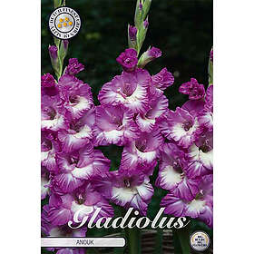 Sam van Schooten Gladiol, Anouk 10 st