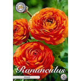 Sam van Schooten Ranunkel, orange 10 st