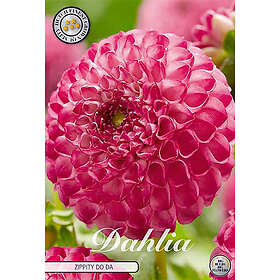 Sam van Schooten Pompondahlia, Zippity Do Da 1 st