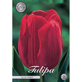 Sam van Schooten Triumftulpan, Ile de France 10 st