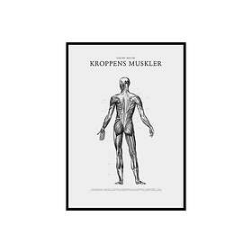 Gallerix Human Posterior Muscular Anatomy Illustration Svartvit 50x70 cm 2699-50x70