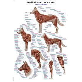 Hundens muskulatur 70x100 cm Affisch