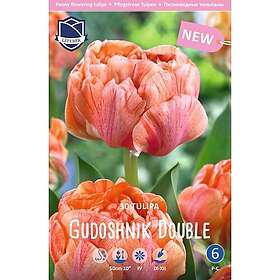 JWA Lefeber Tulpan, Pion, Gudoshnik Double