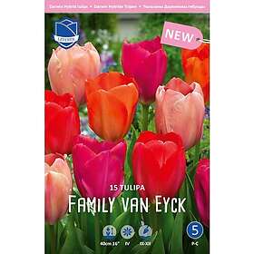 JWA Lefeber Perfect Partners, Tulpan, Family van Eyck