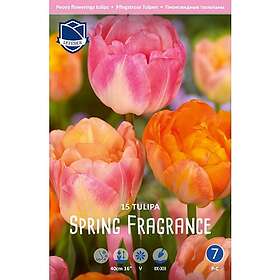 JWA Lefeber Perfect Partners, Tulpan, Spring Fragrance