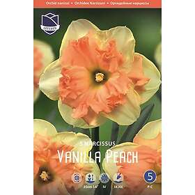 JWA Lefeber Narciss, orkide, Vanilla Peach