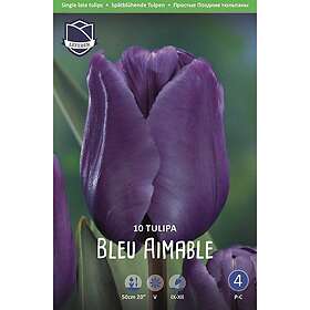 JWA Lefeber Tulpan, Sen enkel, Blue Aimable