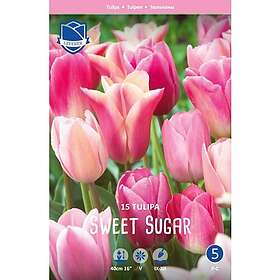 JWA Lefeber Perfect Partners, Tulpan, Sweet sugar