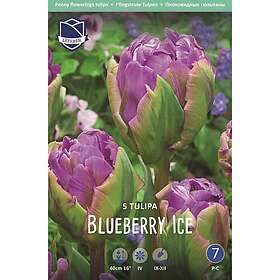 JWA Lefeber Tulpan, Pion, Blueberry Ice