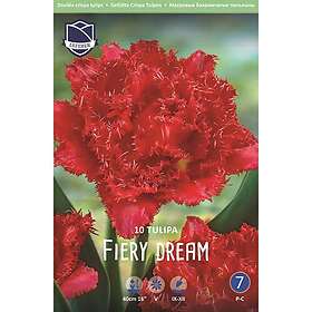 JWA Lefeber Tulpan, Fransig dubbel, Fiery Dream