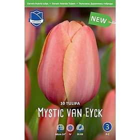 JWA Lefeber Tulpan, Darwin, Mystic van Eyck