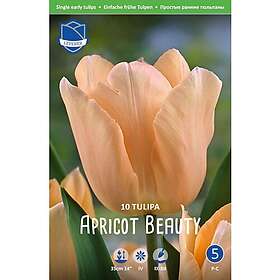 JWA Lefeber Tulpan, Tidig enkel, Apricot beauty