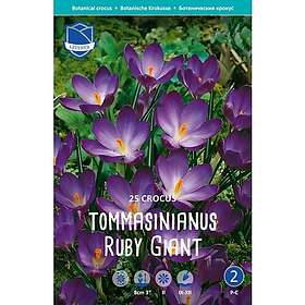 JWA Lefeber Krokus, botanisk, Ruby Giant