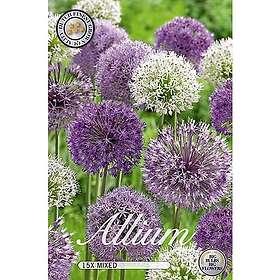 Sam van Schooten Allium Blandade sorter