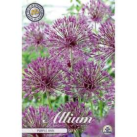 Sam van Schooten Allium Purple Rain