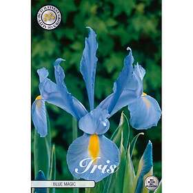 Sam van Schooten Iris, Holländsk Blue Magic