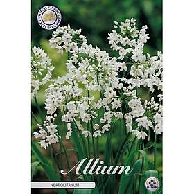 Sam van Schooten Allium Neapolitanum