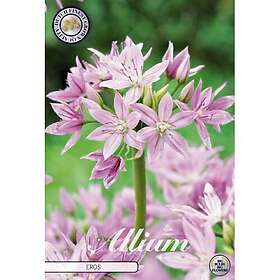 Sam van Schooten Allium Eros