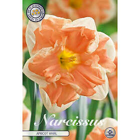 Narciss