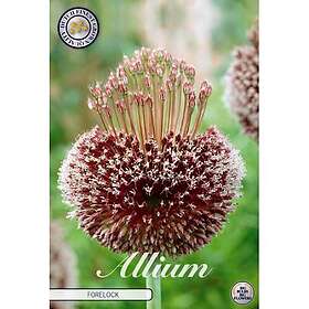 Sam van Schooten Allium Forelock
