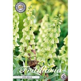 Sam van Schooten Klocklilja, Ivory Bells
