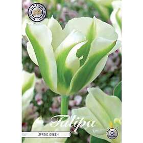 Sam van Schooten Tulpan, Viridiflora, Spring Green