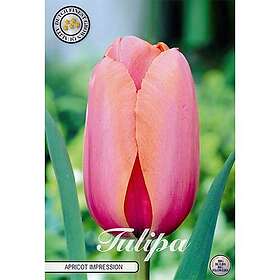 Sam van Schooten Tulpan, Darwin, Apricot Impression