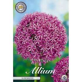 Sam van Schooten Allium Globemaster