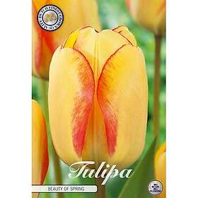 Sam van Schooten Tulpan, Darwin, Beauty of Spring