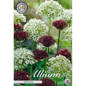 Sam van Schooten Perfect Partners, Allium Brother